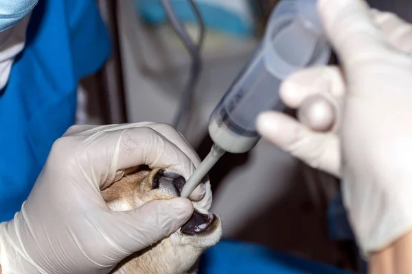A skilled Veterinarian feeding sick Gazelle baby with a tube and feeding syringe