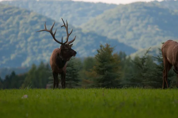 Elk Forest Pennsylvania Usa — Stock Photo, Image