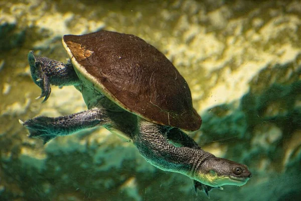 Une Tortue Cou Serpent Nageant Dans Son Aquarium Dans Zoo — Photo