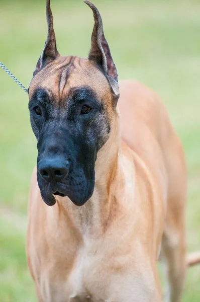 Retrato Vertical Grande Cão Raça Dinamarquesa — Fotografia de Stock