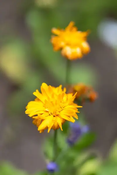 Sebuah Gambar Close Vertikal Dari Sebuah Marigold Yang Tumbuh Kebun — Stok Foto