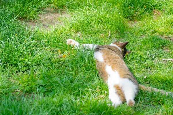 Vacker Liten Brun Vit Katt Ligger Avslappnad Det Oslipade Gräset — Stockfoto