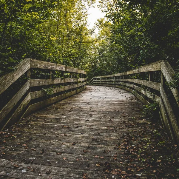 Träplattform För Vandring Skog Med Fallna Löv — Stockfoto