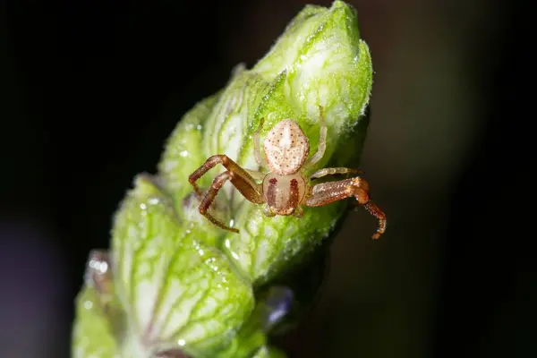 Detailní Záběr Malého Pavoučka Rostlině — Stock fotografie