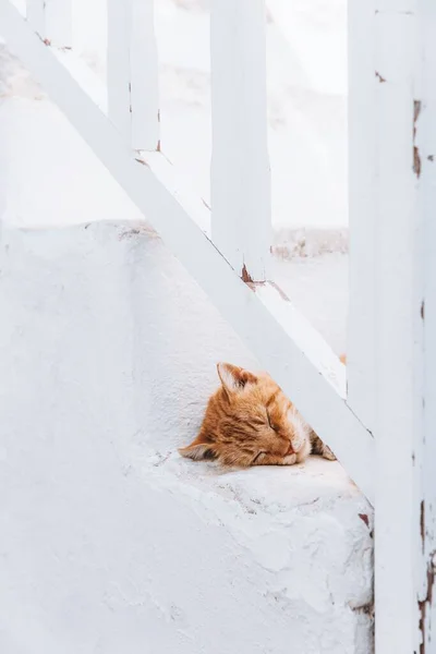 Μια Κάθετη Φωτογραφία Μιας Ξανθιάς Γάτας Κοιμάται Στις Άσπρες Σκάλες — Φωτογραφία Αρχείου
