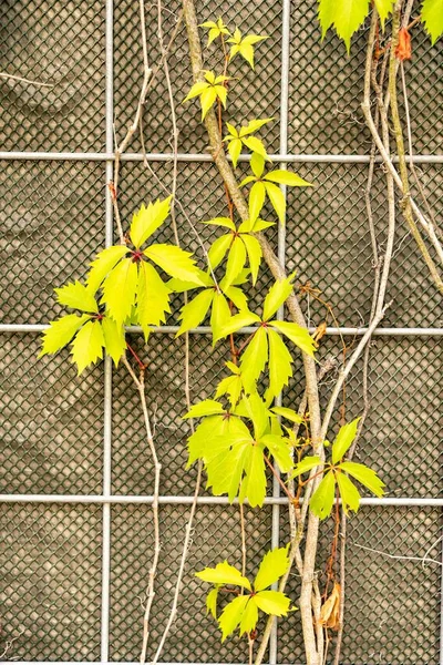 Tiro Vertical Folhas Amarelas Creeper Virginia Que Crescem Uma Rede — Fotografia de Stock