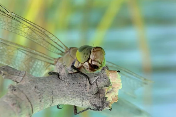 Nahaufnahme Einer Grünen Libelle Auf Einem Ast — Stockfoto