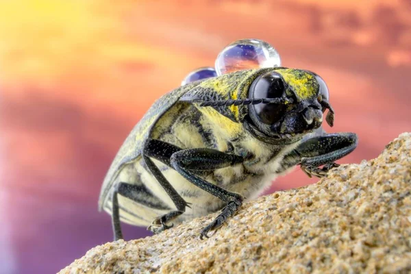 Närbild Insekt Med Daggdroppar Ryggen — Stockfoto