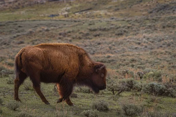 Velký Buvol Procházející Podrostem Yellowstonském Národním Parku Wyomingu — Stock fotografie