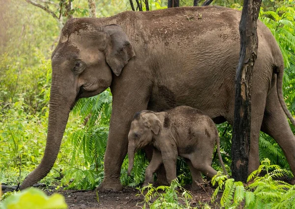 Малыш Азиатский Слон Защитой Взрослого — стоковое фото