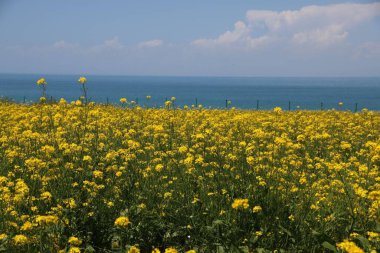 Bulutlu gökyüzünün altında deniz kenarında bir tecavüz çiçeği tarlası