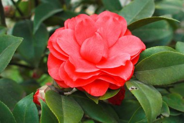 Kırmızı kamelya çiçeğinin yakın çekimi.