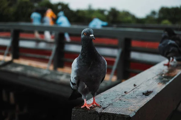 Köprünün Kenarına Tünemiş Bir Kaya Güvercini Yakın Plan Çekimi — Stok fotoğraf