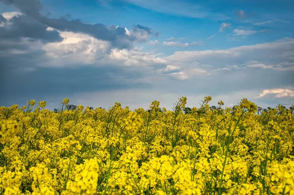 Een Groot Veld Van Koolzaad Bloei Onder Een Bewolkte Hemel — Stockfoto