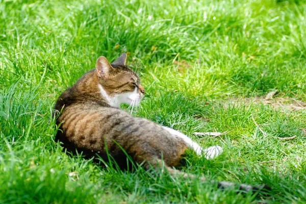 Een Mooie Kleine Bruin Witte Kat Ligt Ontspannen Het Ongemaaide — Stockfoto