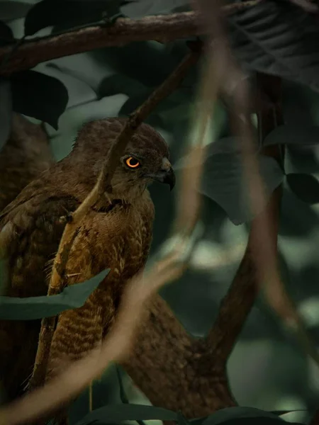 Eine Vertikale Aufnahme Eines Braunen Greifvogels Mit Leuchtend Orangen Augen — Stockfoto