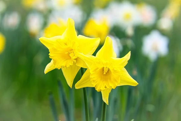 Detailní Záběr Krásné Divoké Narcisy Květiny Zahradě Slunečného Dne — Stock fotografie