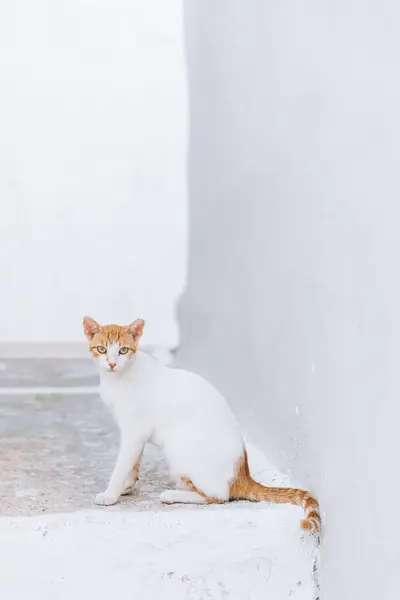 Disparo Vertical Hermoso Gato Blanco Con Una Cabeza Cola Rubias — Foto de Stock