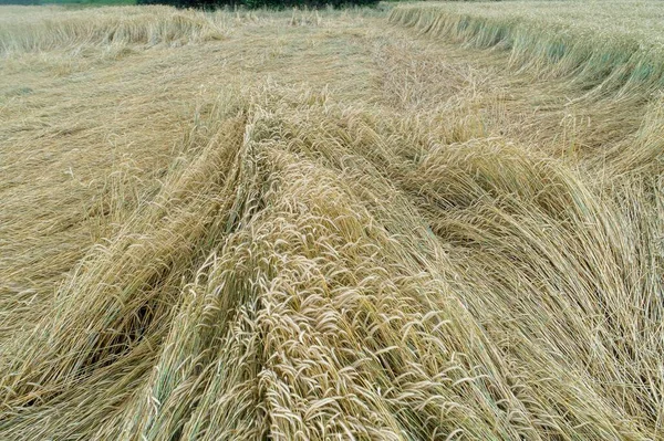 Buğday Tarlası Yağmurla Düzleşmiş Olgunlaşmış Buğday Tarlası Rüzgar Yağmurla Hasar — Stok fotoğraf