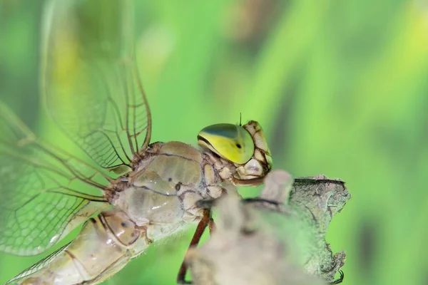 Eine Großaufnahme Einer Libelle Die Auf Einem Ast Sitzt — Stockfoto
