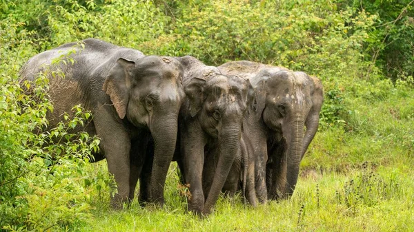 Elefantes Asiáticos Familia Haciendo Baño Barro Lluvia — Foto de Stock