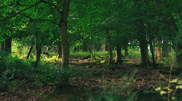 Een Prachtig Uitzicht Een Bos Met Groene Bomen Een Zonnige — Stockfoto