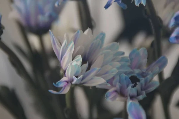Крупный План Красивых Цветов Магнолии Саду Солнечный День — стоковое фото