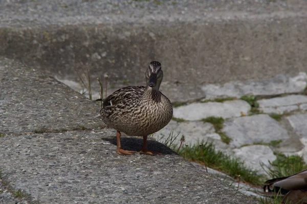 Eine Nahaufnahme Einer Stockente Die Auf Einer Steinumrandung Läuft — Stockfoto