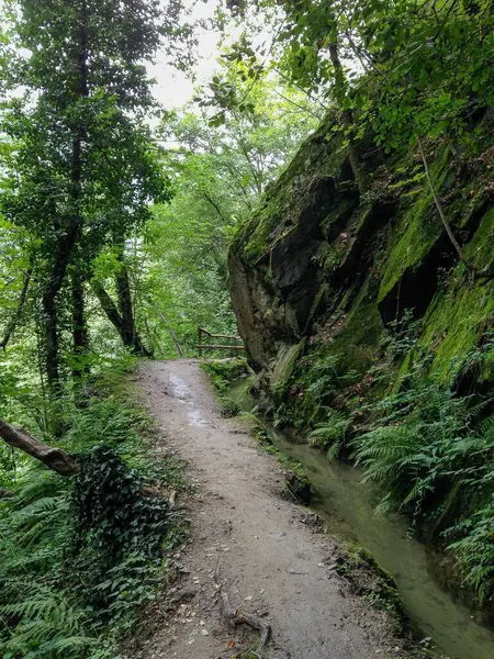Chemin Travers Une Forêt Rocheuse — Photo