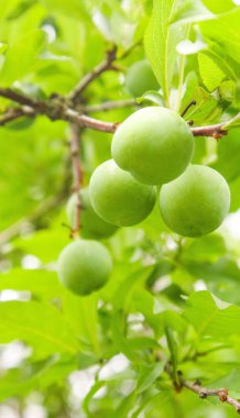 Fırında yeşil olgunlaşmamış yaban eriklerinin seçici odak noktası.