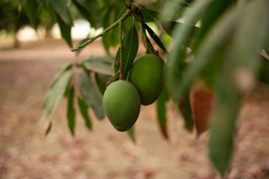 Yazın ağaçta büyüyen Mangiferas 'ın yakın plan çekimi.