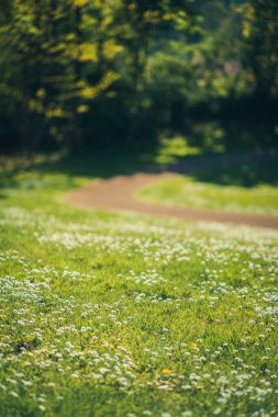 Arka planda bulanık bir yol ile çayırda küçük papatya çiçekleri dikey çekim