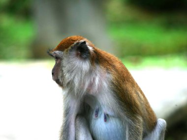 Dişi bir Macaque (Macaca) maymununun yakından çekilmiş bir fotoğrafı.