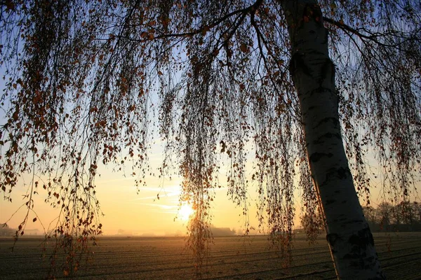 日没時の陽射しを背景に草原で育つ木のシルエット — ストック写真