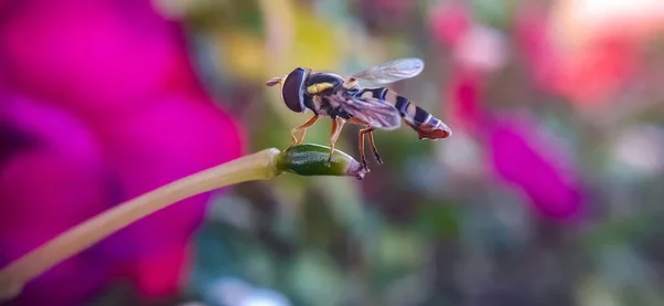 Gros Plan Hoverfly — Photo