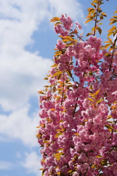 Rosa Körsbärsblomma Blomma Växt Trädgården — Stockfoto