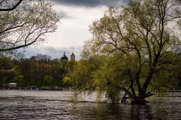 Ein Malerischer Blick Auf Einen Grünen Baum Der Einem Fluss — Stockfoto