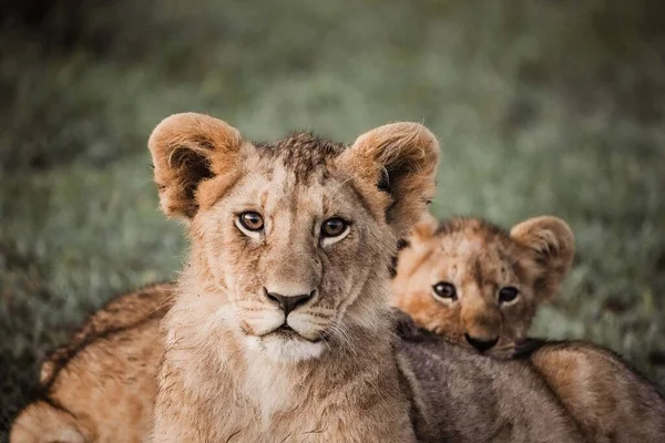 Closeup Shot Beautiful Mother Lioness Cub Habitat — Stock Photo, Image