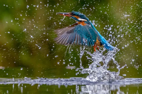 Tiro Close Kingfisher Com Peixes Seu Bico Salpicos Água Teh — Fotografia de Stock