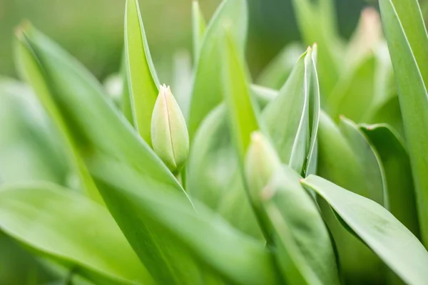 Lale Tomurcukları Yeşil Yaprakların Yakın Çekimi — Stok fotoğraf