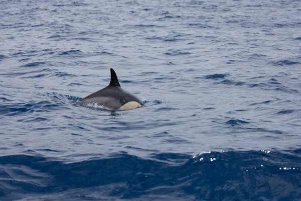 A common dolphin (Delphinus delphis) swimming in the ocean in Madeira, Portugal