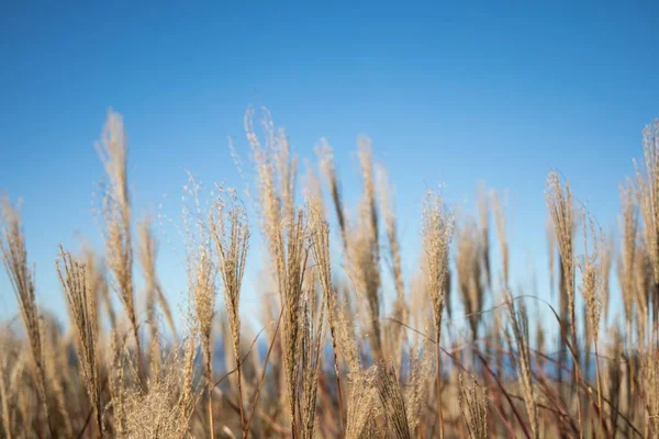 Närbild Skott Vete Fältet Molnfri Dag — Stockfoto