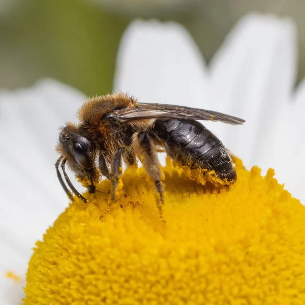 Makroaufnahme Einer Biene Auf Einer Kamille — Stockfoto
