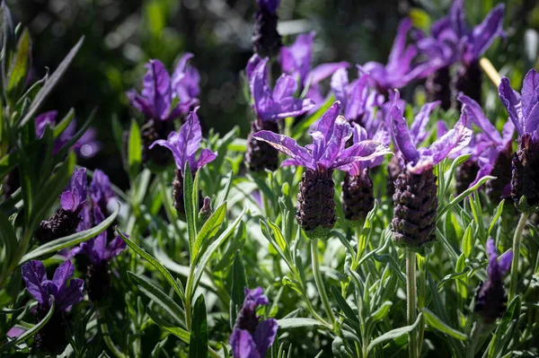 Macro Colorful Flowers Middle Blurry Field — Stock Photo, Image