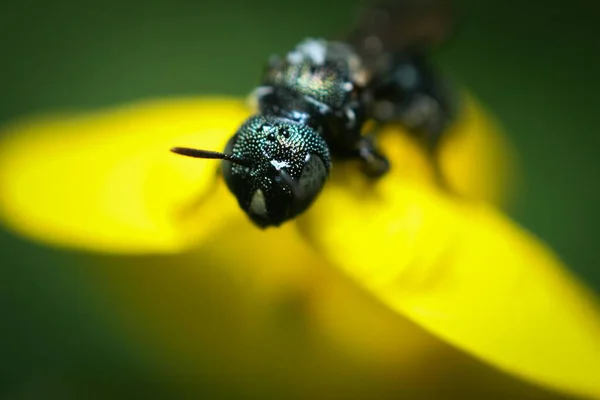 Nahaufnahme Einer Schwarzen Ameise Auf Einer Gelben Blume — Stockfoto