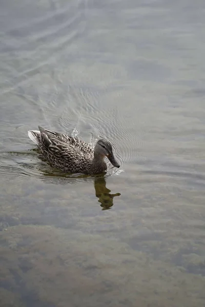 Ein Senkrechter Schuss Einer Ente Wasser — Stockfoto