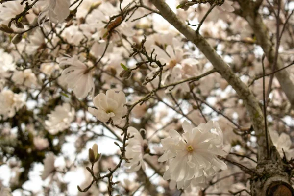 Tiro Flores Brancas Florescendo Árvore Magnolia — Fotografia de Stock