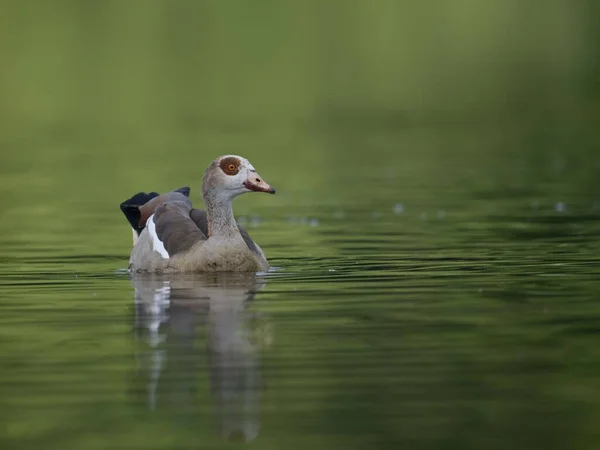 Close Shot Egyptian Goose Swimming Park Lake — Stock Photo, Image