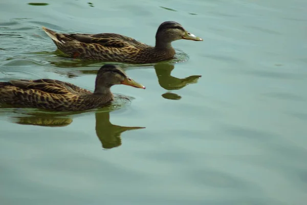 Eenden Zwemmen Het Water Een Meer — Stockfoto