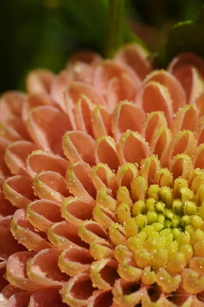 Tiro Vertical Uma Flor Crisântemo Com Pétalas Laranja Fundo Embaçado — Fotografia de Stock